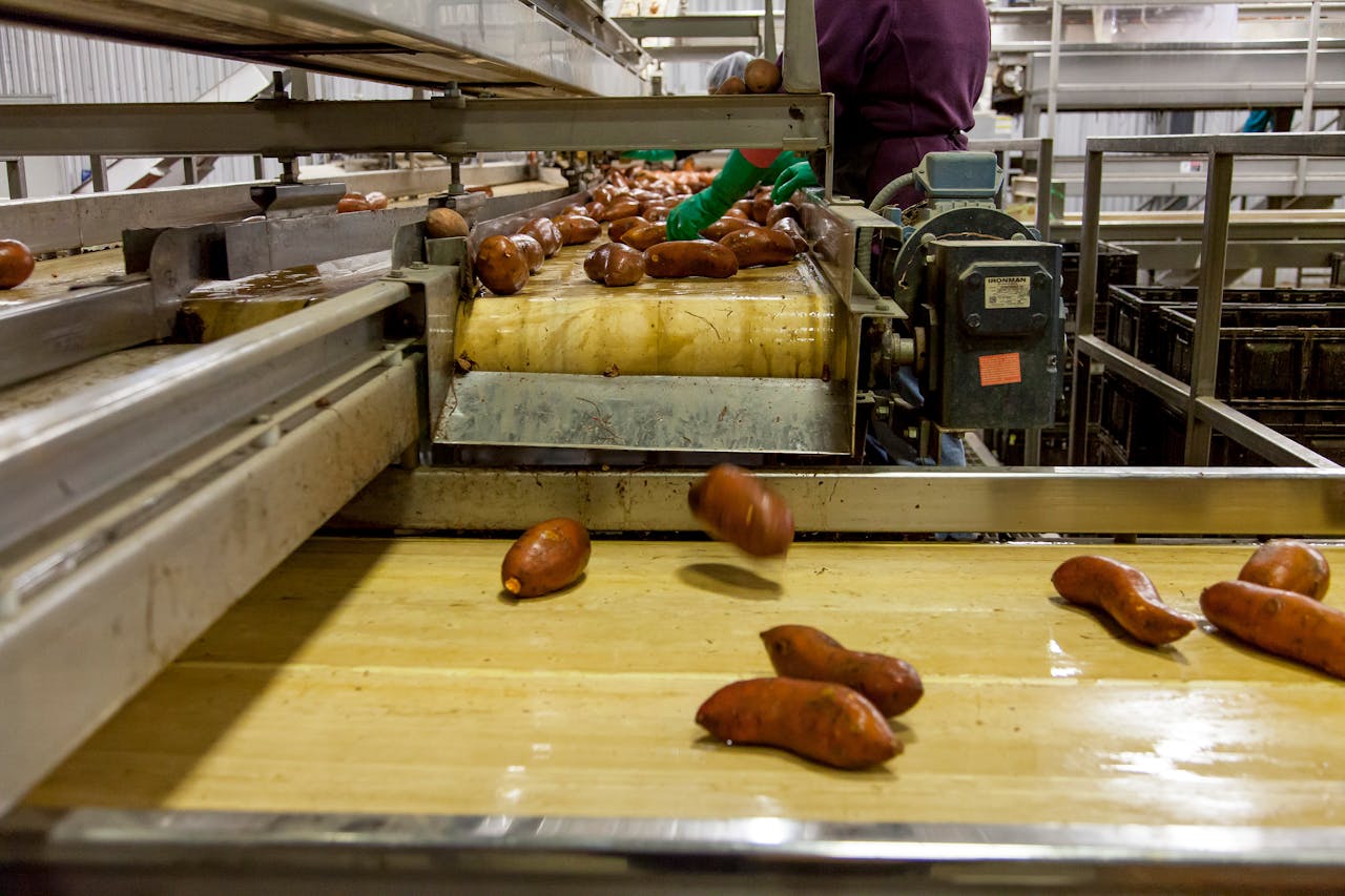 Temporary Workers for Potato Sorting - Food Production in Ansager