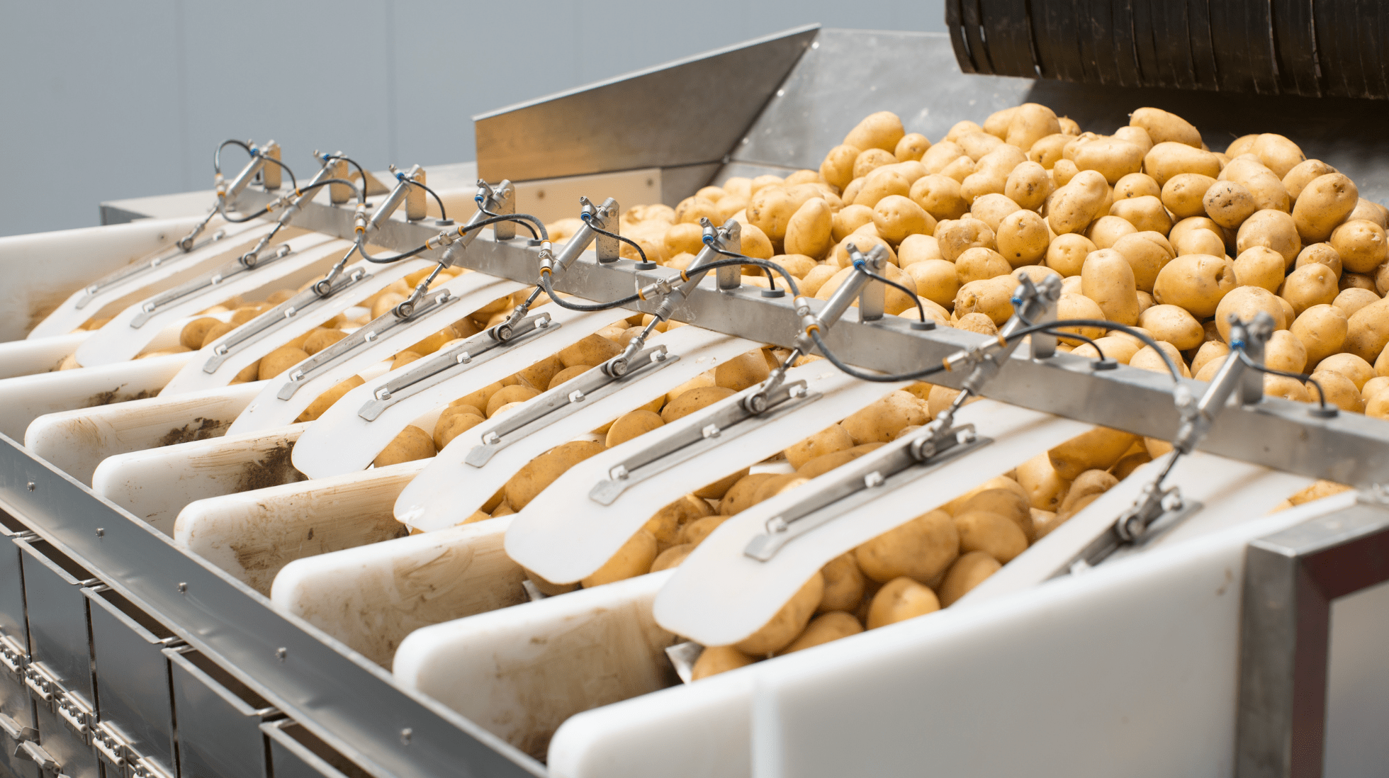 Potato Sorting Operator